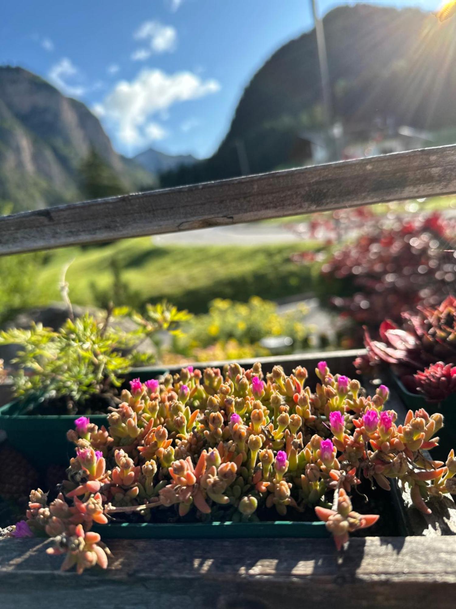 Garnì Villa Erna Selva di Val Gardena Exteriör bild